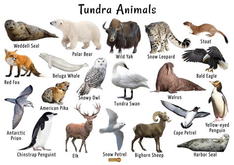 Tundra Animals List, Facts, Adaptations, Pictures