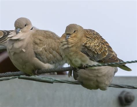 Turtle Dove on Arran - Arran Birding