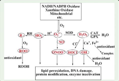 Summary of ROS types and sources, and action point of antioxidants.... | Download Scientific Diagram