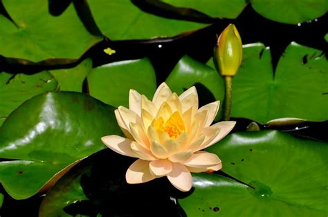 Nymphaeaceae (Water Lilies) | Flickr - Photo Sharing!