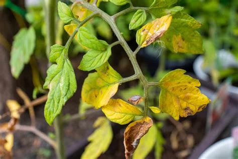 7 Reasons Your Tomato Leaves Are Turning Yellow & How To Fix It ...