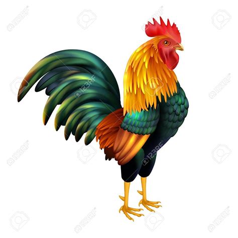 Related image | Pintura de gallo, Arte del gallo, Gallinas y gallos