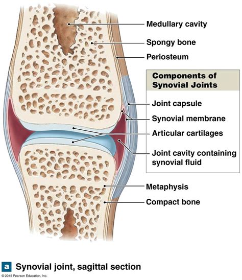 The structure of a synovial joint. | Synovial joint, Medical anatomy, Basic anatomy and physiology