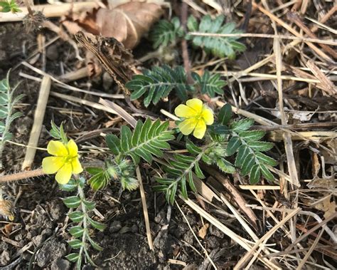 Puncturevine (Tribulus terrestris) - Tualatin Soil and Water ...