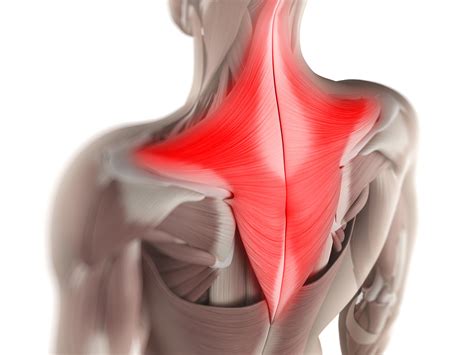 Trapezius Muscle: Anatomy, Function, Pain Causes