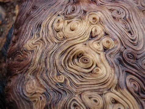 The inside of a burl, a tumor-like growth on a tree. | Burled wood ...