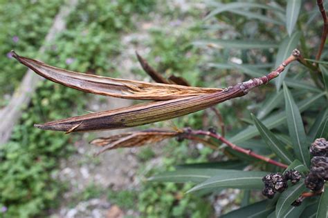 Nerium Oleander Fruit And Seeds Photograph by Yvonne Ayoub