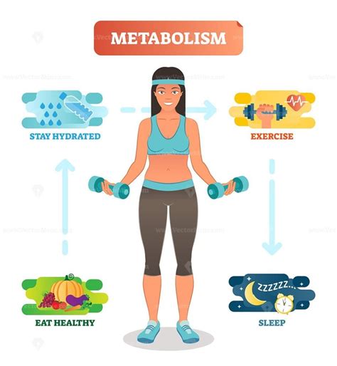 Metabolism concept vector illustration diagram, biochemical body cycle - VectorMine