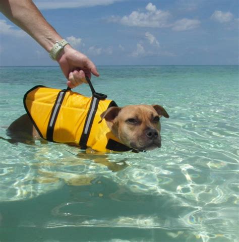 Dog Life Jackets - Choosing The Right One For Your Pup