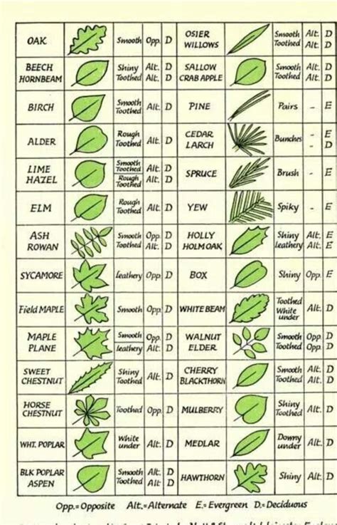 Tree identification guide : r/coolguides