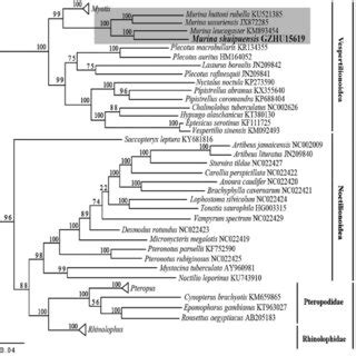 (PDF) Mitochondrial genome of Murina shuipuensis (Chiroptera ...