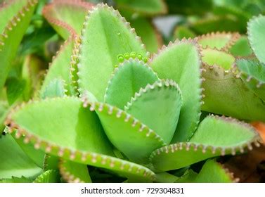 1,656 Bryophyllum flower Images, Stock Photos & Vectors | Shutterstock