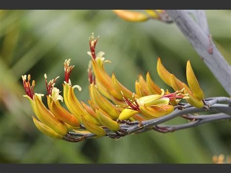 Flax Flowers Nz