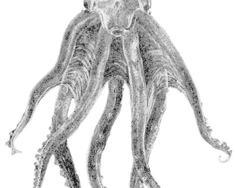 Glass octopus - Facts, Diet, Habitat & Pictures on Animalia.bio