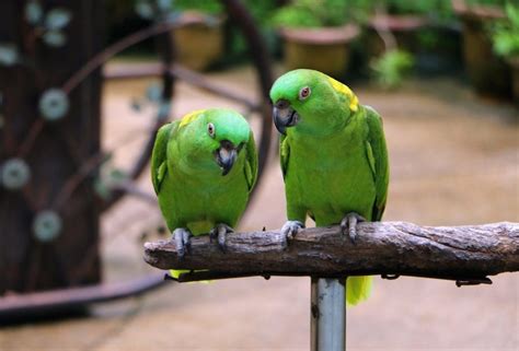 Yellow-Naped Amazon Parrot Care Guide & Info » Petsoid