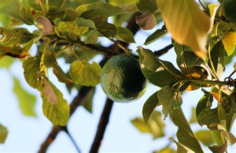 7 Avocado Seed Growing Stages From Seed To Fruit