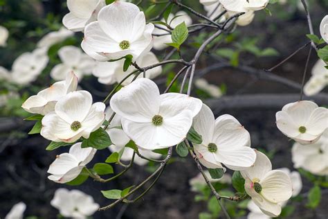 California Dogwood Photograph by Frank Wilson - Fine Art America