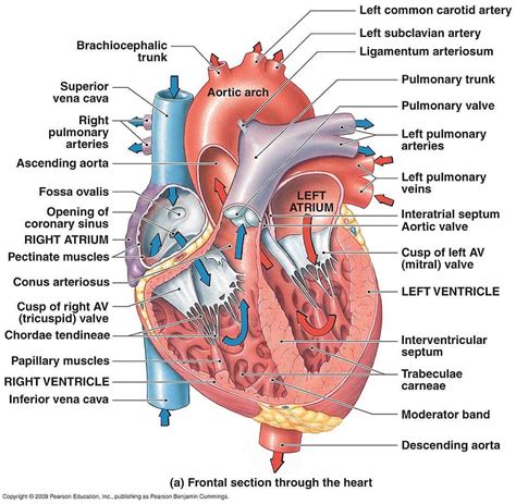 Structure of human heart with diagram HD wallpaper | Pxfuel