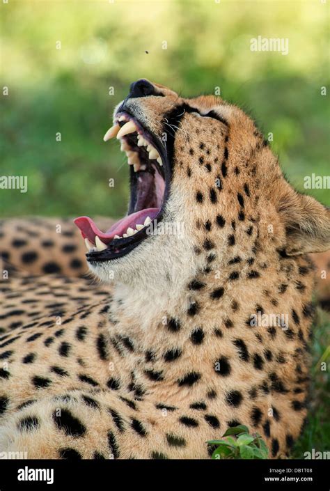 Cheetah roaring Stock Photo - Alamy