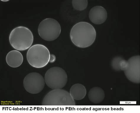 Purified Anti-Phosphatidylethanol Antibody - Echelon Biosciences