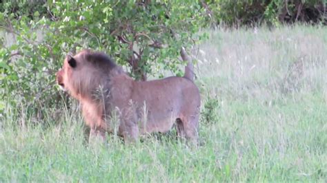 Tsavo Lion & Lioness - Tsavo West National Park - YouTube