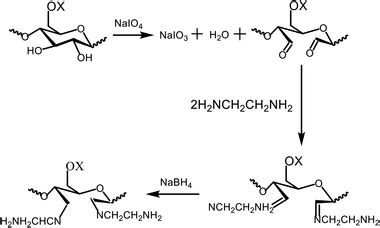 Sodium periodate oxidation and amination reaction of cellulose... | Download Scientific Diagram