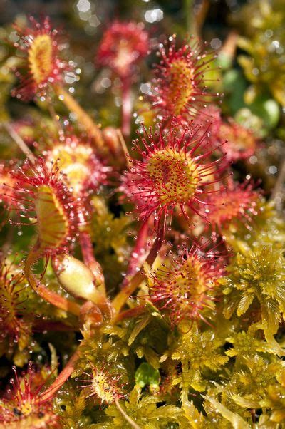 Sundew Plant Information: Learn About Growing Carnivorous Sundew Plants