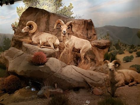 Las Vegas Natural History Museum - Hospy Homes