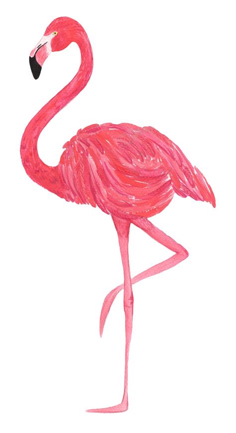 Flamingo Vector Transparent Transparent Background Flamingo Png - Clip ...