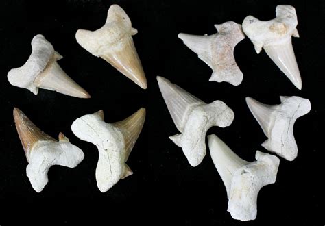 Otodus Fossil Shark Teeth For Sale - FossilEra.com