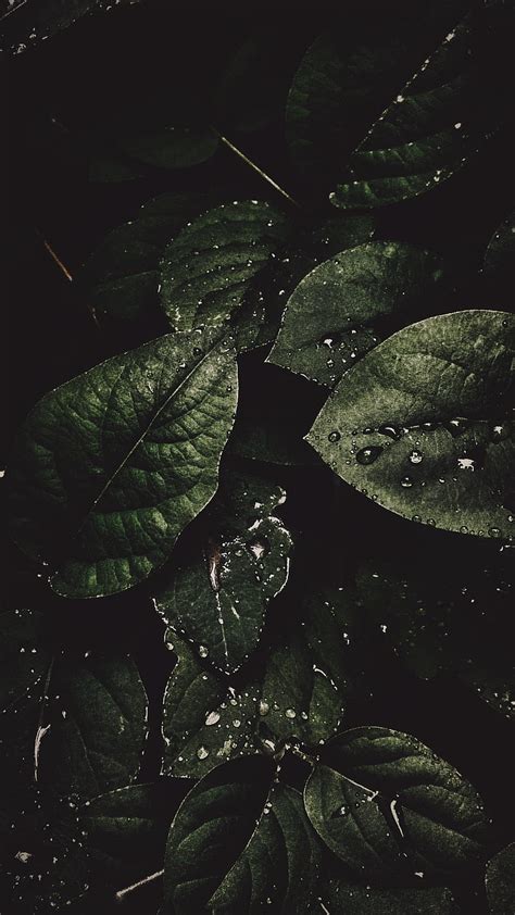 Moody green, amoled, contrast, dark, faded, haze, leaf, minimal, nature, warm, HD phone ...