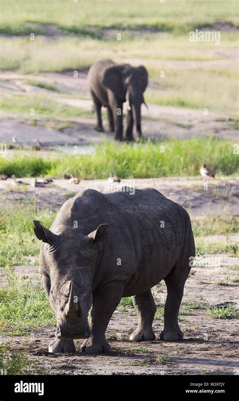 African white rhino Stock Photo - Alamy