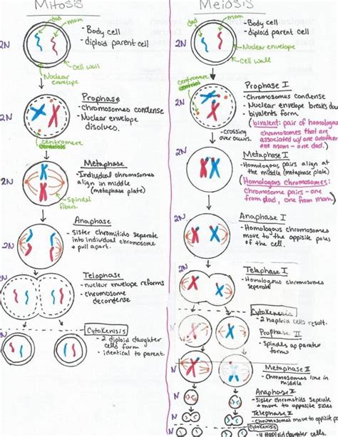 Stages Of Meiosis Worksheets