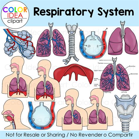 Respiratory System | Made By Teachers