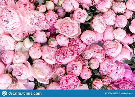 Floral Carpet or Wallpaper. Background of Pink Peonies. Morning Light in the Room Stock Image ...
