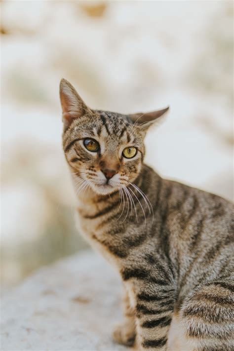 Cat Breeds Brown Tabby - Pets Lovers