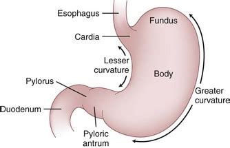 Stomach | Thoracic Key