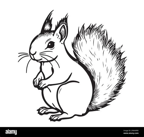 Squirrel cartoon sketch hand drawn illustration Wild animals Stock Vector Image & Art - Alamy