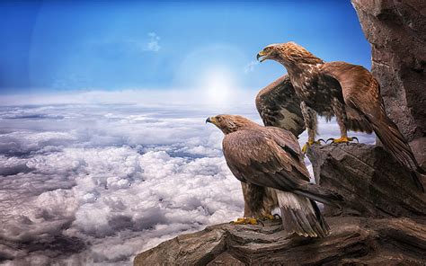 Eagle 1080P, 2K, 4K, 5K HD wallpapers free download | Wallpaper Flare