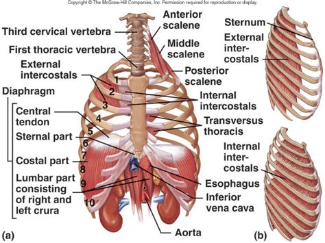 Thoracic Muscles (origins, insertions, & actions) Diagram | Quizlet