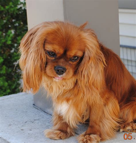 Cavalier King Charles Spaniel Adults for Sale - IL | DreamCatcher Hill Puppies and Rescue