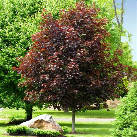 Crimson King Maples for Sale | BrighterBlooms.com