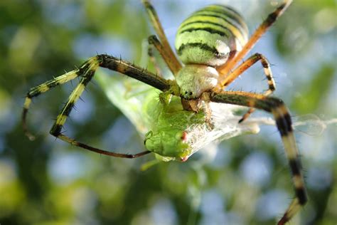 Do Spiders Eat Grasshoppers? Are They Healthy? | Spiders Planet