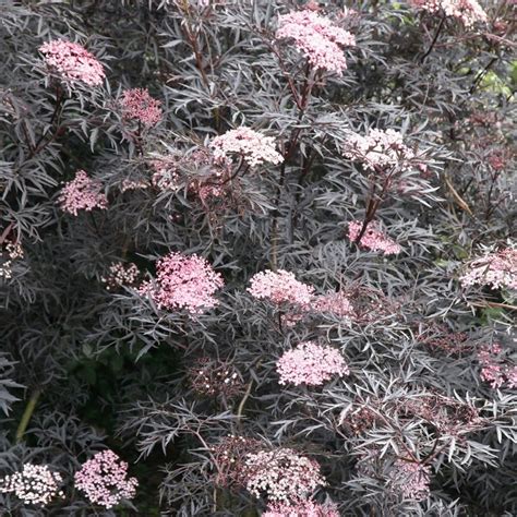 Buy black elder (syn. Sambucus Black Lace) Sambucus nigra f. 'porphyrophylla 'Eva' (PBR)'