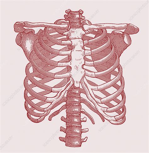Chest bones - Stock Image - N120/0030 - Science Photo Library