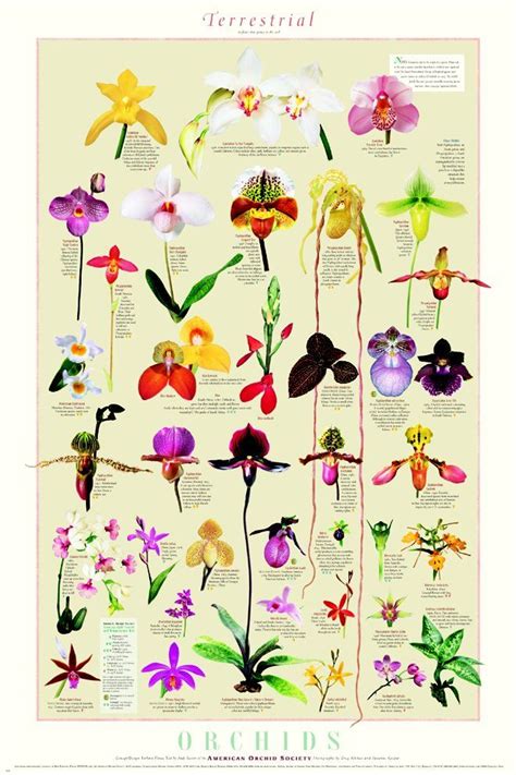 25+ bästa Types of orchids idéerna på Pinterest | Orkidé, Orkidéer och Orkidé vård