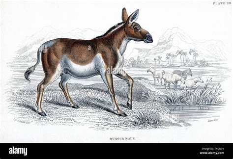 Quagga (Equus quagga): Extinct South African mammal of the horse family ...