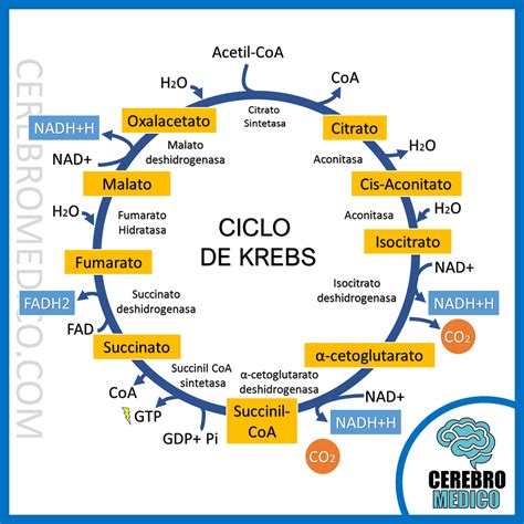 Ciclo De Krebs Map Citric Acid Cycle Metabolism Location Map Maps 4139 | HOT SEXY GIRL