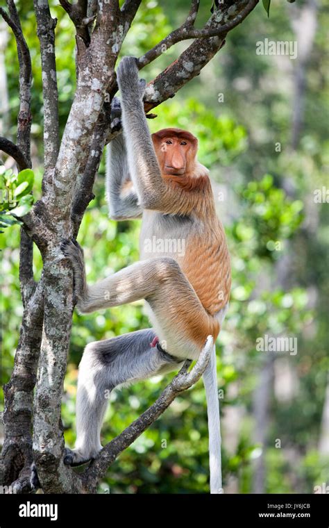 Monkey climbing tree fotografías e imágenes de alta resolución - Alamy