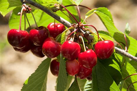 Cherry Picking Farms and Orchards around the US | Trekaroo